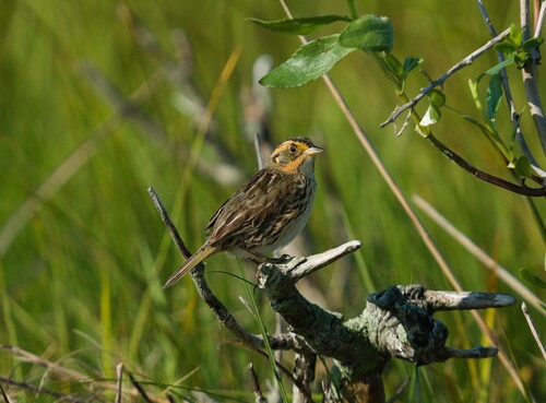 Saltmarsh Sparrow (Ammospiza caudacuta), photo 4