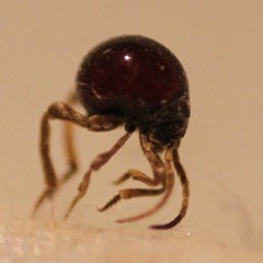 Gibbium aequinoctiale
