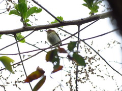 Euscarthmus fulviceps