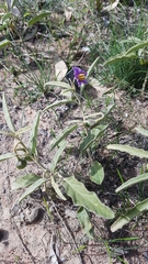 Solanum esuriale
