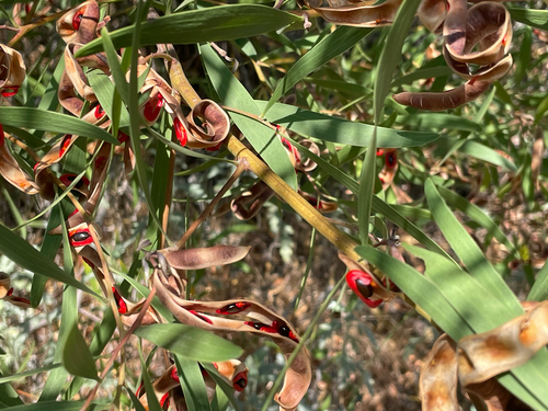 western coastal wattle