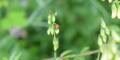 Seven-spotted Lady Beetle