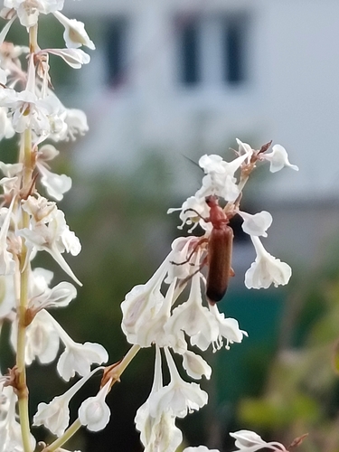 Common Red Soldier Beetle