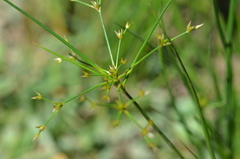 Juncus diffusissimus