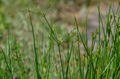 Juncus diffusissimus
