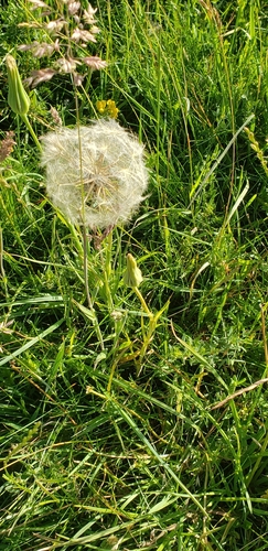 meadow salsify