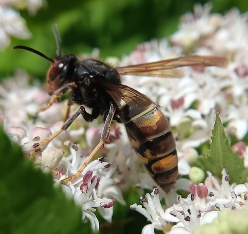 Vespa velutina nigrithorax