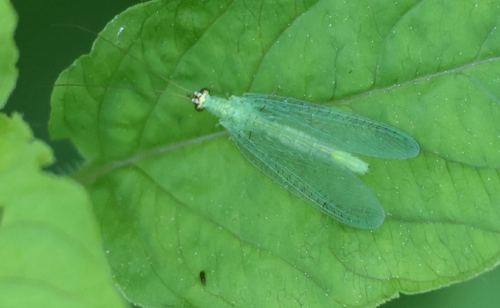 Chrysopa oculata