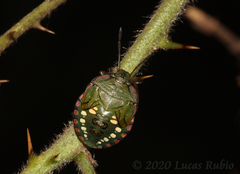 Chinavia longicorialis