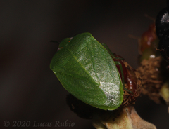 Chinavia longicorialis