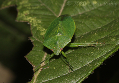Chinavia longicorialis