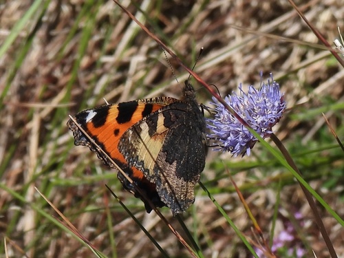 Small Tortoiseshell