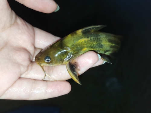 Korean Bullhead