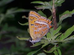 Lycaena li