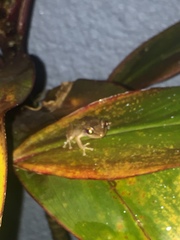 Eleutherodactylus coqui