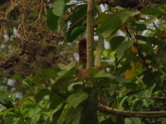 Ortalis erythroptera