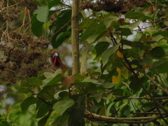 Ortalis erythroptera