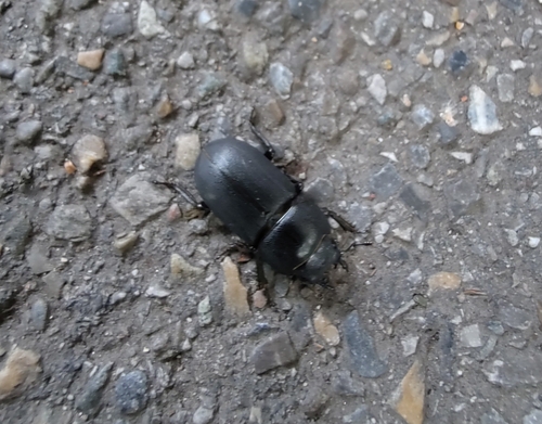 Lesser Stag Beetle