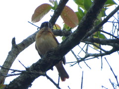 Pachyramphus homochrous