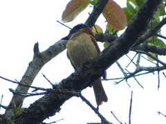 Pachyramphus homochrous