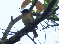Pachyramphus homochrous