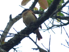 Pachyramphus homochrous