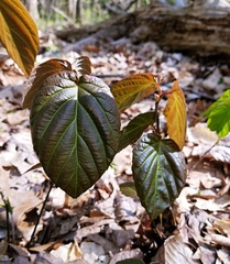 Viburnum setigerum