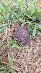 Calvatia lilacina