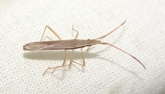 Protenor belfragei