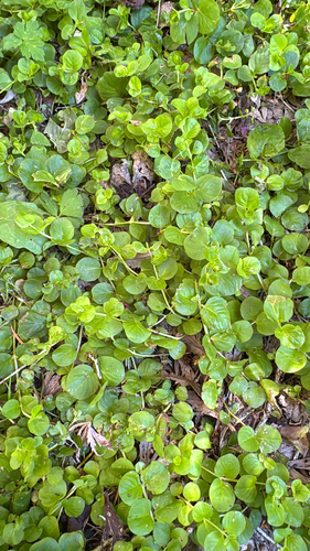 creeping Jenny