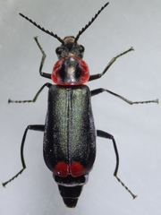 Malachius thevenetii