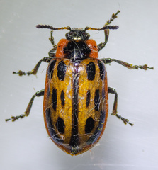 Chrysomela confluens