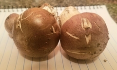 Stropharia rugosoannulata