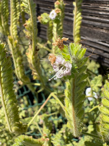branching phacelia