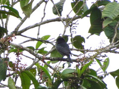 Pachyramphus homochrous