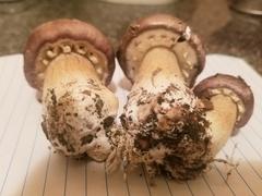 Stropharia rugosoannulata