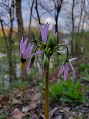 Primula meadia
