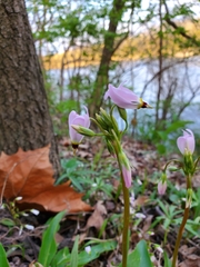 Primula meadia