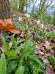 Primula meadia