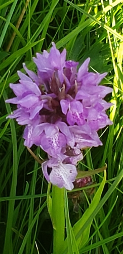 Southern Marsh-orchid