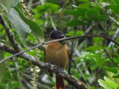 Pachyramphus homochrous