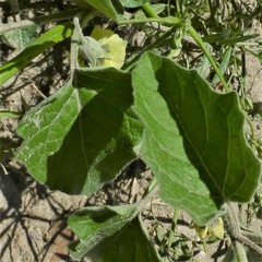 Physalis mollis mollis