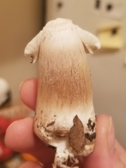 Stropharia rugosoannulata