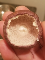 Stropharia rugosoannulata