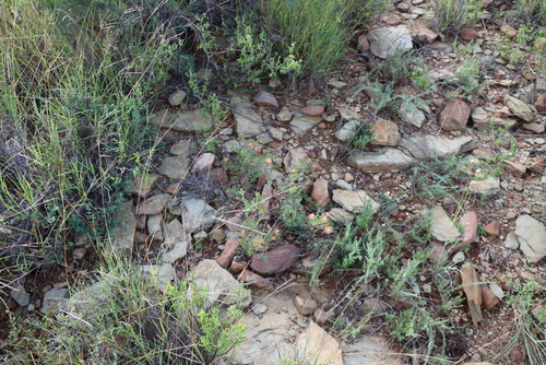 Delosperma testaceum