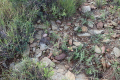 Delosperma testaceum