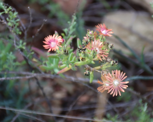Delosperma testaceum, photograph 1