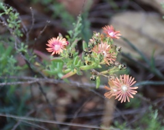Delosperma testaceum, photograph (c) Tony Rebelo, some rights reserved (CC BY-SA)