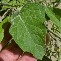 Physalis mollis mollis
