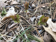 Lysimachia quadrifolia
